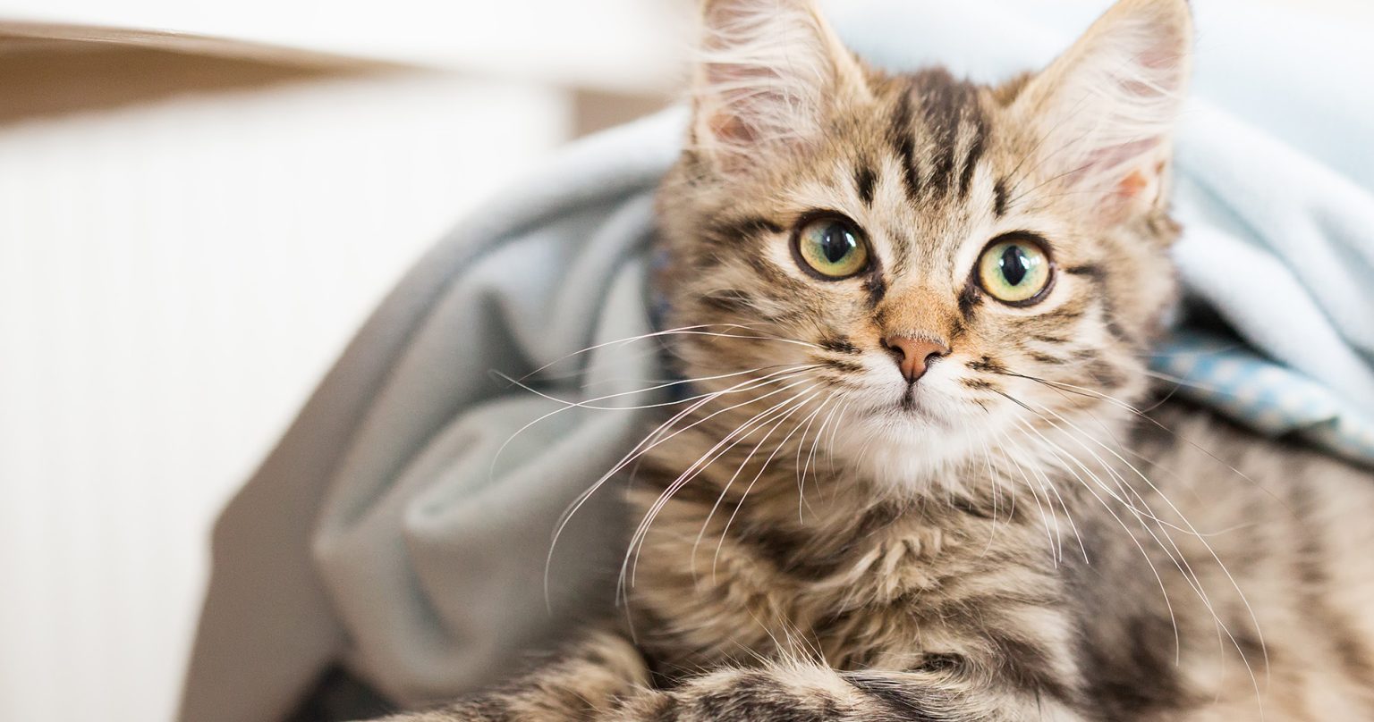 Siberischekitten pagina Meer over katten